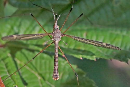 Réf. 295 351 : Tipula sp.